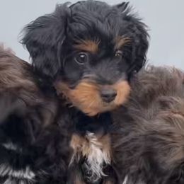 Merida - Black phantom female Aussiedoodle puppy in Meridian, Idaho from Saguaro Jasper Aussiedoodles