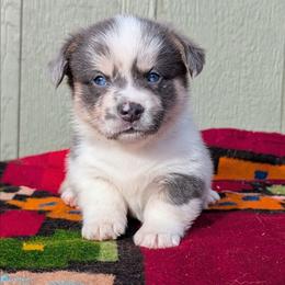 Joanie - Blue merle and white female American Corgi puppy in Shawnee, Oklahoma from Sunray Ranch