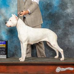 Flor - Dogo Argentino