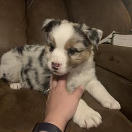 Australian Shepherd Puppies from Siercks Ranch Aussies
