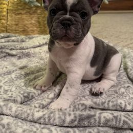 Bulldog and French Bulldog Puppies from Midwest Monster Made Bulldogs