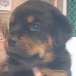 Boy 1 - Black and mahogany male Rottweiler puppy in De Witt, Iowa from Irish Eyes Kennels