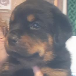 Boy 1 - Black and mahogany male Rottweiler puppy in De Witt, Iowa from Irish Eyes Kennels