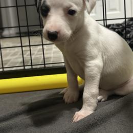 Panda - White and black female Whippet puppy in Winter Garden, Florida from Infinity Whippets