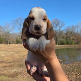 Theo 2700.00 - Red and white male Basset Hound puppy in Denison, Texas from Emma Lou's Baby Bassets
