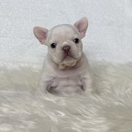 Hutch - Cream male French Bulldog puppy in Sterling Heights, Michigan from Freshwater Frenchies