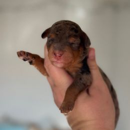 Ducky - Blue merle female Bernedoodle puppy in Hillsboro, Oregon from Myt fine doodles