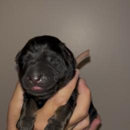 Pink collar - Sable female German Shepherd puppy in Saint Charles, Missouri from Lowemond German Shepherds