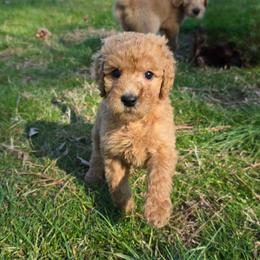 Junie - Red  female Goldendoodle puppy in Georgetown, Tennessee from Georgetown Designer & Purebred Puppies