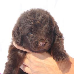 Jill (purple collar) - Brown female Newfoundland puppy in Kimball Twp, Michigan from Pine River Newfoundlands