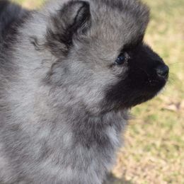 Keeshond Puppies from Anna Boehringer