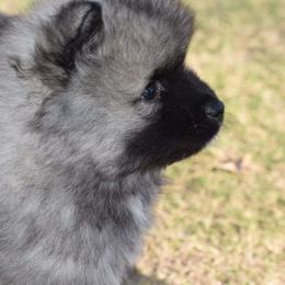 Keeshond Puppies from Anna Boehringer