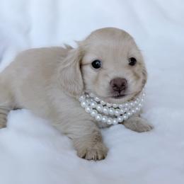 Princess - Cream female Dachshund puppy in Richmond, Virginia from Irresistible Dachshunds & Cavaliers