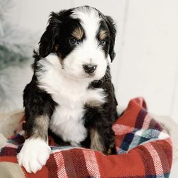 Blue Boy - Tri-color Bernedoodle puppy in Nancy, Kentucky from Wilderness Point Doodles