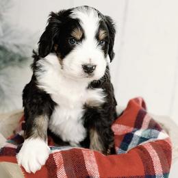 Blue Boy - Tri-color Bernedoodle puppy in Nancy, Kentucky from Wilderness Point Doodles