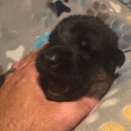Boy 2 - Black and red male German Shepherd puppy in Rockfield, Kentucky from Cheveyo German Shepherds