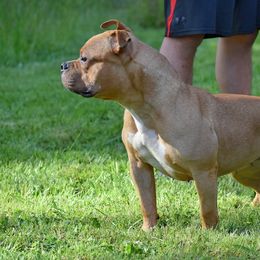 Rose - American Bully
