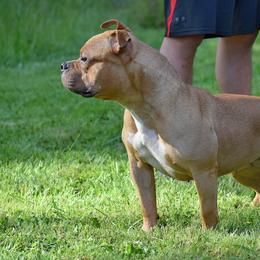 Rose - American Bully