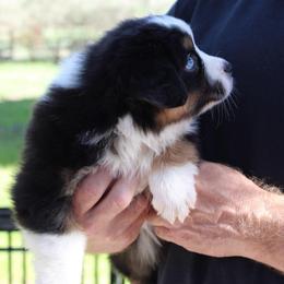 Erin - Black tri-color female Australian Shepherd puppy in Colorado Springs, Colorado from Rocky Mountain Aussies