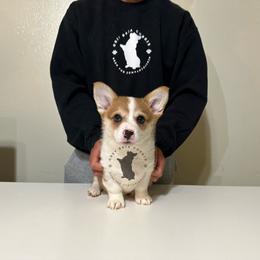 Purple Collar Girl - Red Pembroke Welsh Corgi puppy in Fresno, California from Grey Bria Corgis