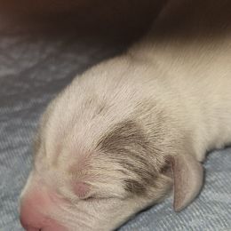 Ezra - White male Great Dane puppy in Towaco, New Jersey from MommaDukes Danes