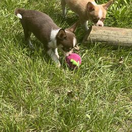 Chihuahua and Pomeranian Puppies from Lil'Fevre Chihuahuas