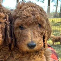 Wasilla - Red  female Poodle puppy in Smithville, Mississippi from Shenanigans Red & Apricot Standard Poodles