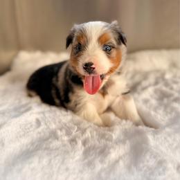 BMM - Blue merle male Miniature Australian Shepherd puppy in Dayton, Washington from Rafter 22 Aussies