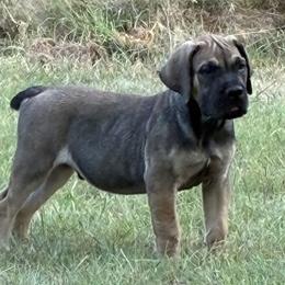 Chase -  Dark Coated Male - Brown male Boerboel puppy in Mansfield, Texas from Dynasty Blue Ridge Boerboel