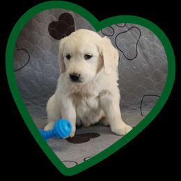 Green boy - Light golden Golden Retriever puppy in Albuquerque, New Mexico from Teeter's Desert  Goddess Goldens