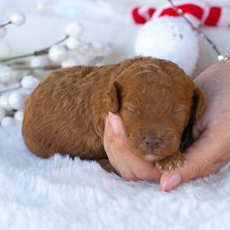 Kobe - Red  male Poodle puppy in Fort Myers, Florida from Blossom Paws