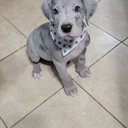 Great Dane Puppies from Johnson's Great Danes