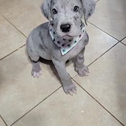 Great Dane Puppies from Johnson's Great Danes