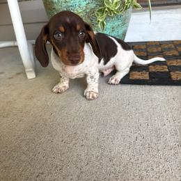 Ollie - Piebald male Dachshund puppy in Aurora, Missouri from Baker Farms