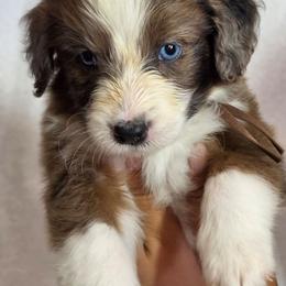 Salsa - Blue merle female Aussiedoodle puppy in Lithia, Florida from Waterford Doodle Farm