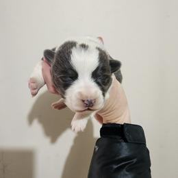 Lucy - Gray and white female American Corgi puppy in Odessa, Missouri from LOYAL T K9's CORGIS