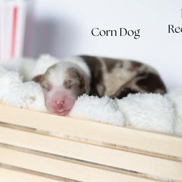 Corn Dog - Red merle male Miniature Australian Shepherd puppy in Wooster, Ohio from Kari's Mini Aussies