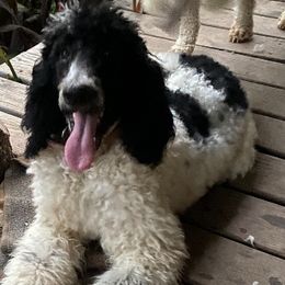 Poodles from Kountry Bumpkin Canines