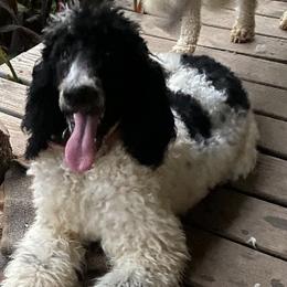 Poodles from Kountry Bumpkin Canines
