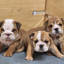 Bulldog Puppies from Badger Canyon bulldogs