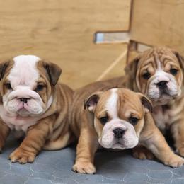 Bulldog Puppies from Badger Canyon bulldogs