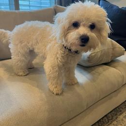 Coton de Tulear and Poodle Puppies from Legacy Pets