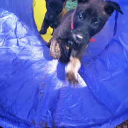 Dutch Shepherd Puppies from Blackcraft K9