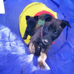 Dutch Shepherd Puppies from Blackcraft K9