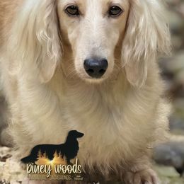 Buffy - Dachshund