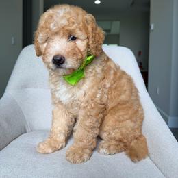 Cove - Red male Bernedoodle puppy in Loxahatchee, Florida from SR. Doodle pupps