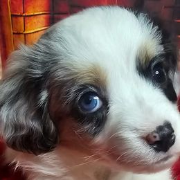 Aussiedoodles, Companion Crosses, Pomskies, and Pugs from Perfect Pugs