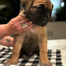 Cane Corso Puppies from PNW Cane Corsos