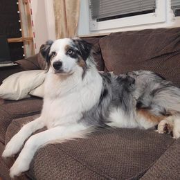 Australian Shepherd Puppies from Triple S Aussies