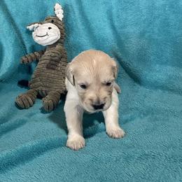Percy - Light golden male Golden Retriever puppy in Ennis, Texas from Amberidge Golden Retrievers